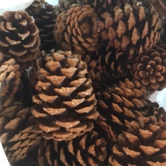Pinecone Bundle of Montana Pinecones for crafting - Picture 5 of 7